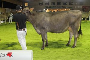 151128SC15 037_ Abt 2 Rang 8 Blooming Bionda von Markus Arnold UR